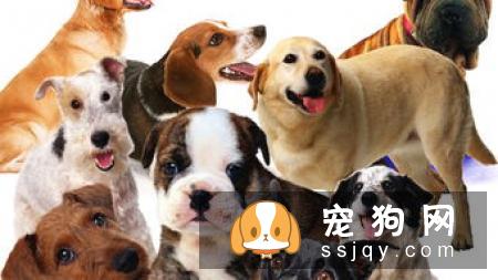柴犬幼犬可以吃苹果吗 柴犬幼犬吃苹果的好处