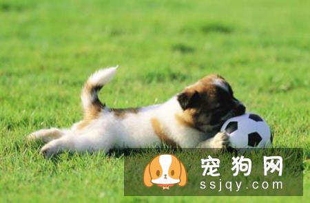 怎么才能训练狗狗捡球，狗狗捡球训练方法！