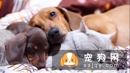 宠物常见的五大健康问题