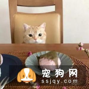 柴犬吃什么 柴犬可以吃的食物居然这么多