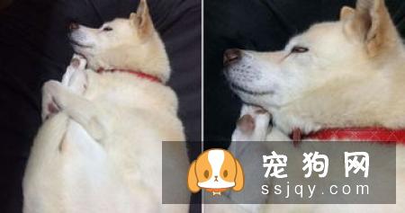白色柴犬多少钱 白色柴犬的价格让人吃惊