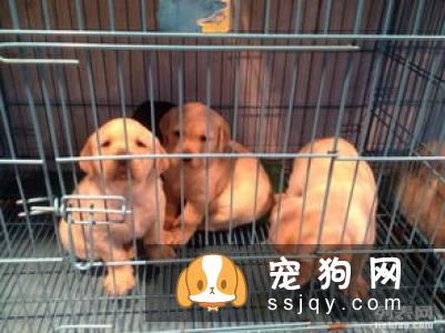 宠物狗一般是多少价格？宠物狗价格排名！