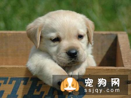 常见的宠物狗品种你都认识吗？宠物大全了解一下!
