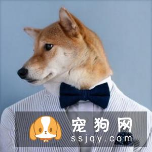 柴犬腿细是锻炼不够吗 柴犬腿细是可能怎么回事