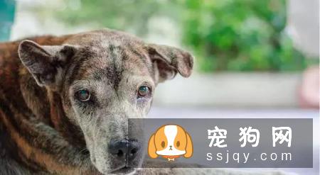 老年犬排尿增多？可能是慢性肾衰竭，治疗狗狗需要分两阶段