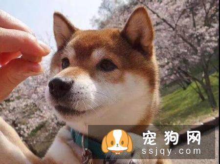 如何教育狗狗,让它改变这一行为值得主人思考