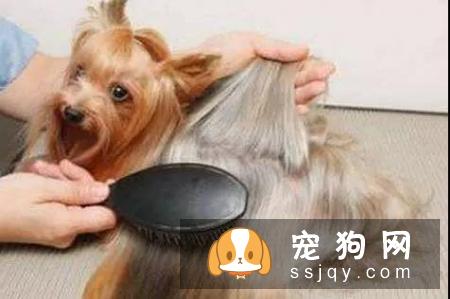 给狗狗梳毛的几大好处_宠物频道