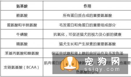 宠物保持好胃口，这些神秘元素少不了