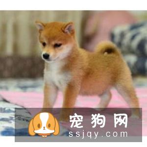 刚出生的柴犬是不能洗澡的,主人可千万不要随意的给幼犬洗澡