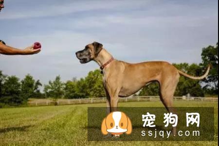 如何训练狗狗拒食不明来源的食物