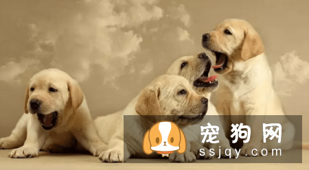 狗狗日常养护步骤，让爱犬变得更美