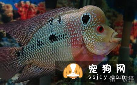 肠炎是狗较常见的一种消化道疾病