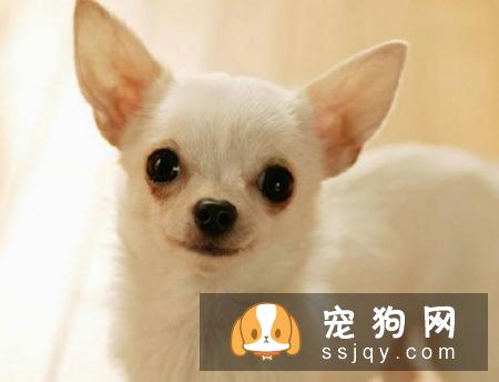 常见的宠物狗品种你都认识吗？宠物大全了解一下!
