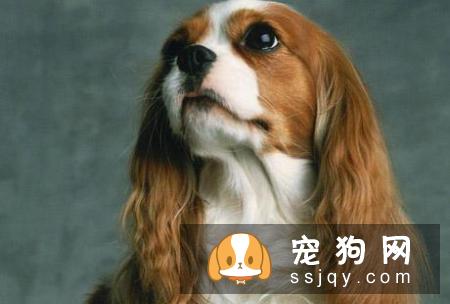 常见的宠物狗品种你都认识吗？宠物大全了解一下!
