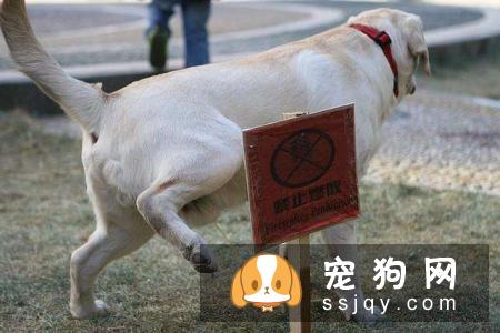 训练狗狗定点大小便方法