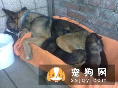 一只贵宾犬因为咳个不停,被主人送到宠物医院
