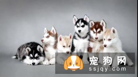 哈士奇怎么养？哈士奇饲养指南！