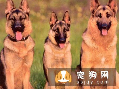 常见的宠物狗品种你都认识吗？宠物大全了解一下!