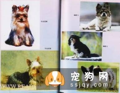在春季需要注意预防狗狗这些常见病
