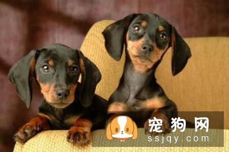 狗狗拉稀是什么原因引起的，用这六步法排查