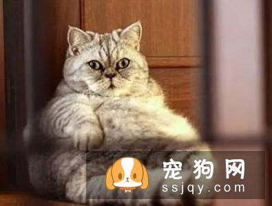 柴犬幼犬可以吃苹果吗 柴犬幼犬吃苹果的好处