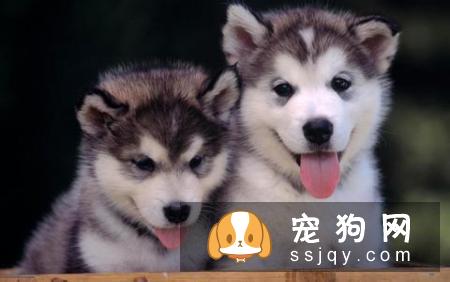 常见的宠物狗品种你都认识吗？宠物大全了解一下!