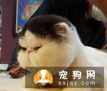 无法清理掉窝垫上的狗猫毛？听听国外铲屎官的建议吧