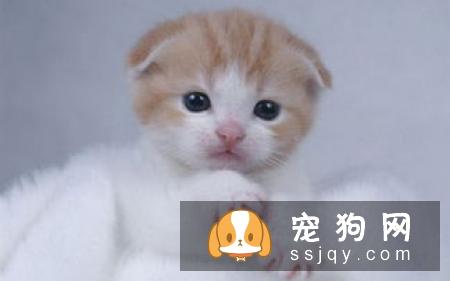 柴犬呕吐怎么办 柴犬呕吐的三个原因