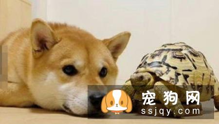 柴犬不喜欢什么 这个东西柴犬最讨厌