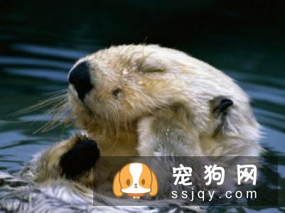 老年犬排尿增多？可能是慢性肾衰竭，治疗狗狗需要分两阶段