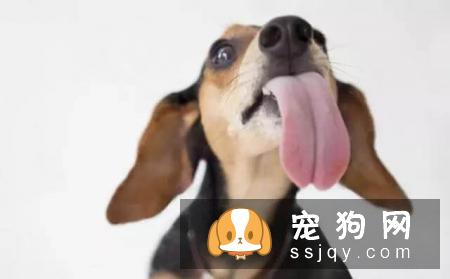 狗狗为什么喜欢到处舔?原来狗狗舔舐也有不同的意思哦！