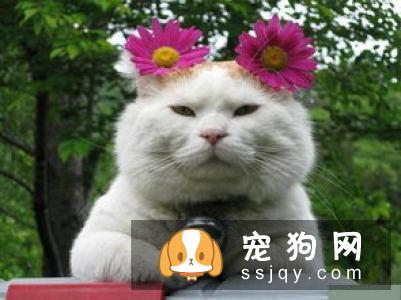 柴犬呕吐怎么办 柴犬呕吐的三个原因