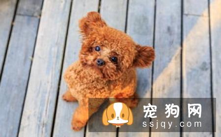从狗狗的鼻子可以看出它们身体健康的信息