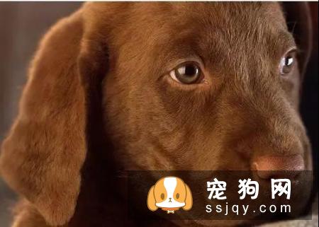 如何训练狗狗拒食不明来源的食物