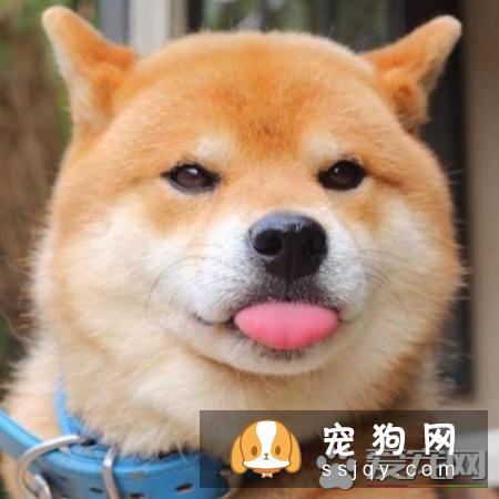 柴犬多久认主 柴犬认主表现是这样