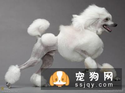 有了宠物，怎么做室内清洁？