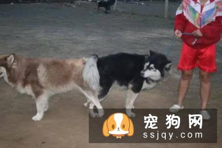 狗狗交配的时候不能随意打断，严重者致死！