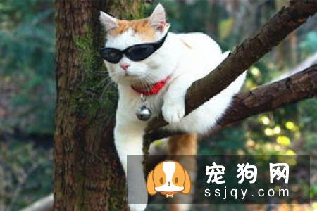 柴犬几个月发情 柴犬发情的表现