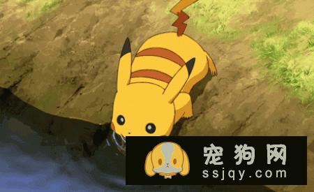 养宠物狗的6大误区，你躺枪了吗！