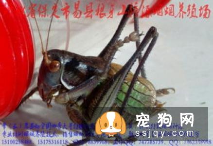 市场上蜥蜴的种类众多 如何挑选水龙蜥蜴和喂养方法