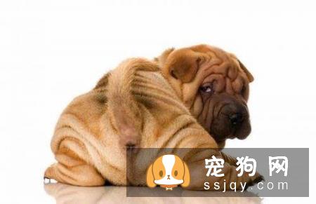 狗狗肛门腺发炎的症状和原因
