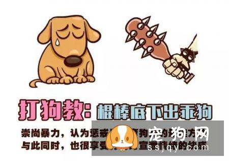 远离！养狗圈的“十大邪教”，科学养犬才是王道！