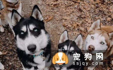 狗狗都有哪些老年病，狗狗衰老都有什么特征