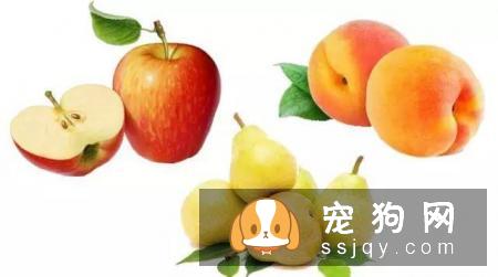 狗狗哪些水果能吃和不能吃？狗狗应该怎么吃水果？