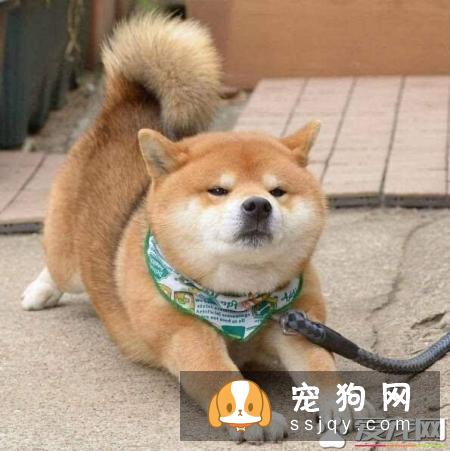 柴犬晚上怕冷吗 柴犬怕冷的表现