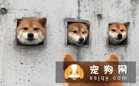 柴犬好还是秋田犬好 柴犬和秋田犬的个性分析