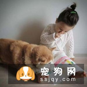 柴犬晚上怕冷吗 柴犬怕冷的表现