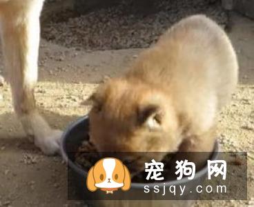 柴犬一个月吃多少狗粮 怎样判断柴犬是否吃饱了