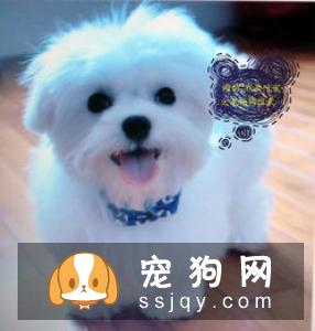 发抖的原因有哪些_宠物频道