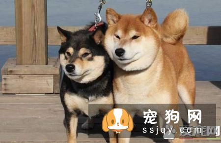 柴犬吃什么 柴犬可以吃的食物居然这么多
